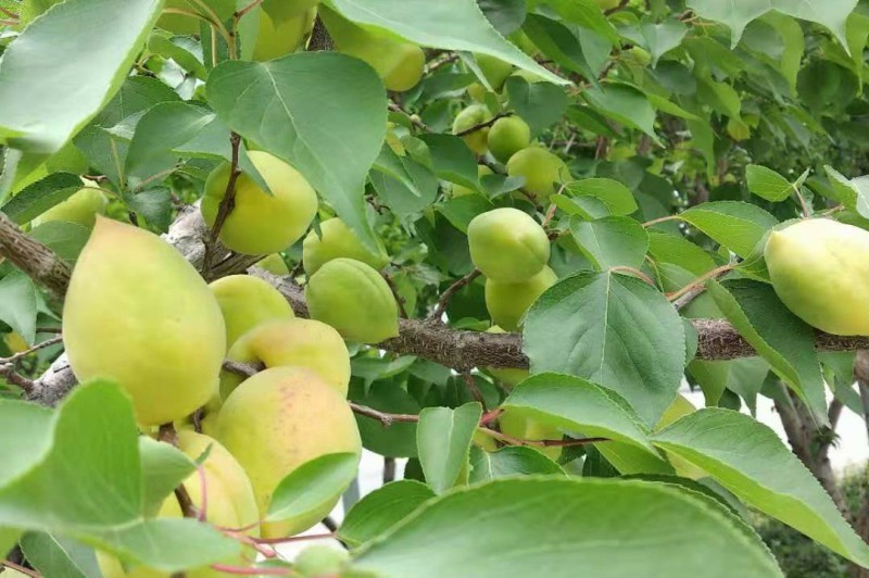 PP电子(中国)有限公司官网